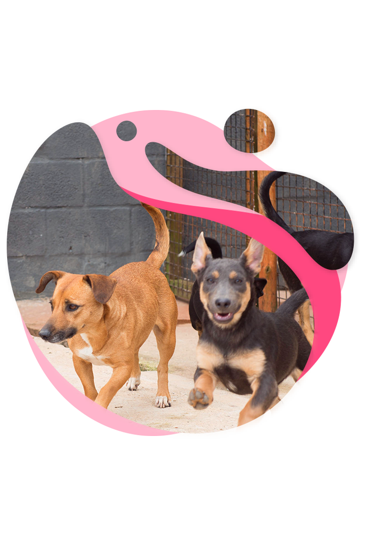 História do Projeto Cãomer