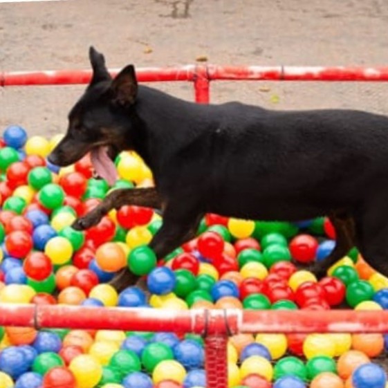 Foto de Mousse