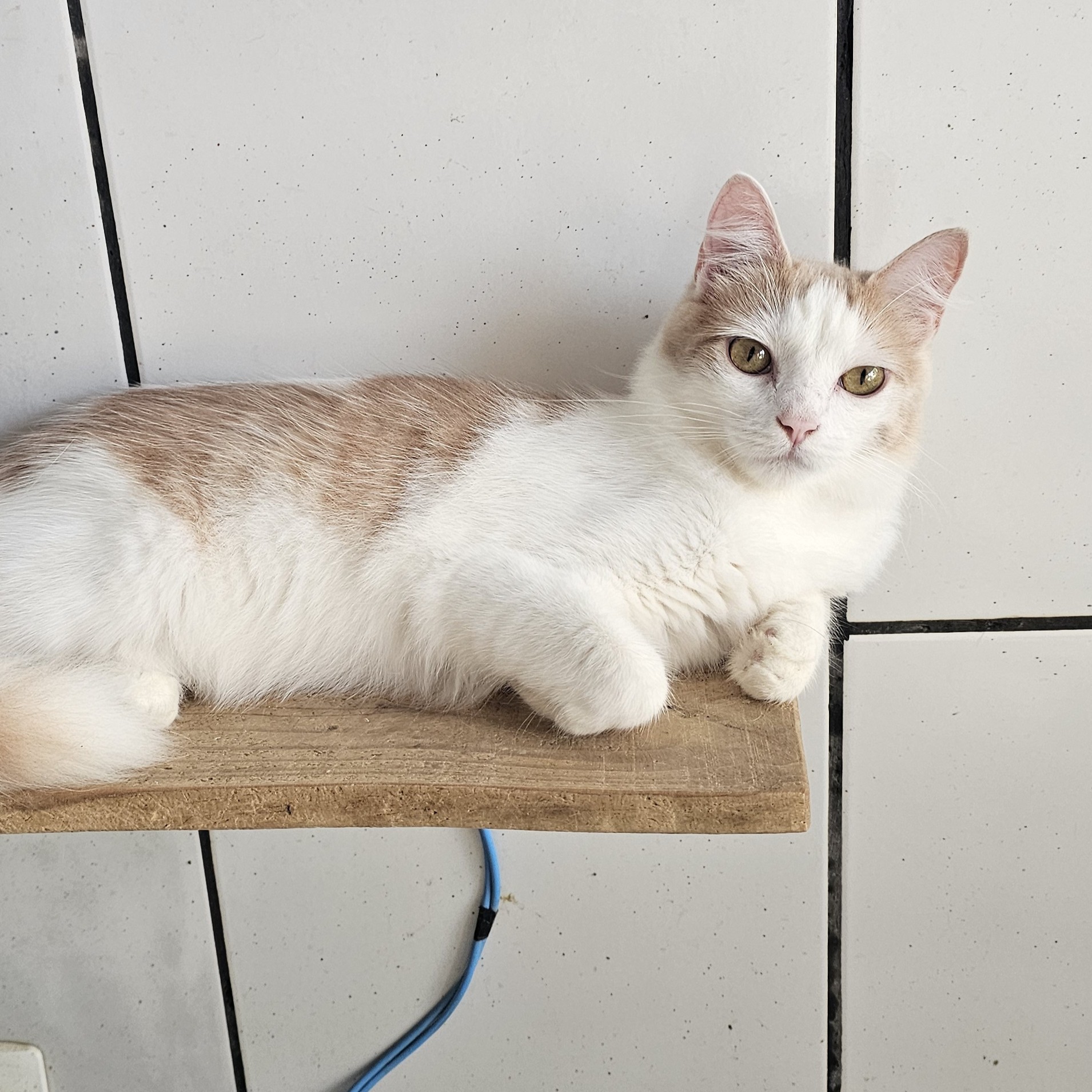 Foto da Galeria