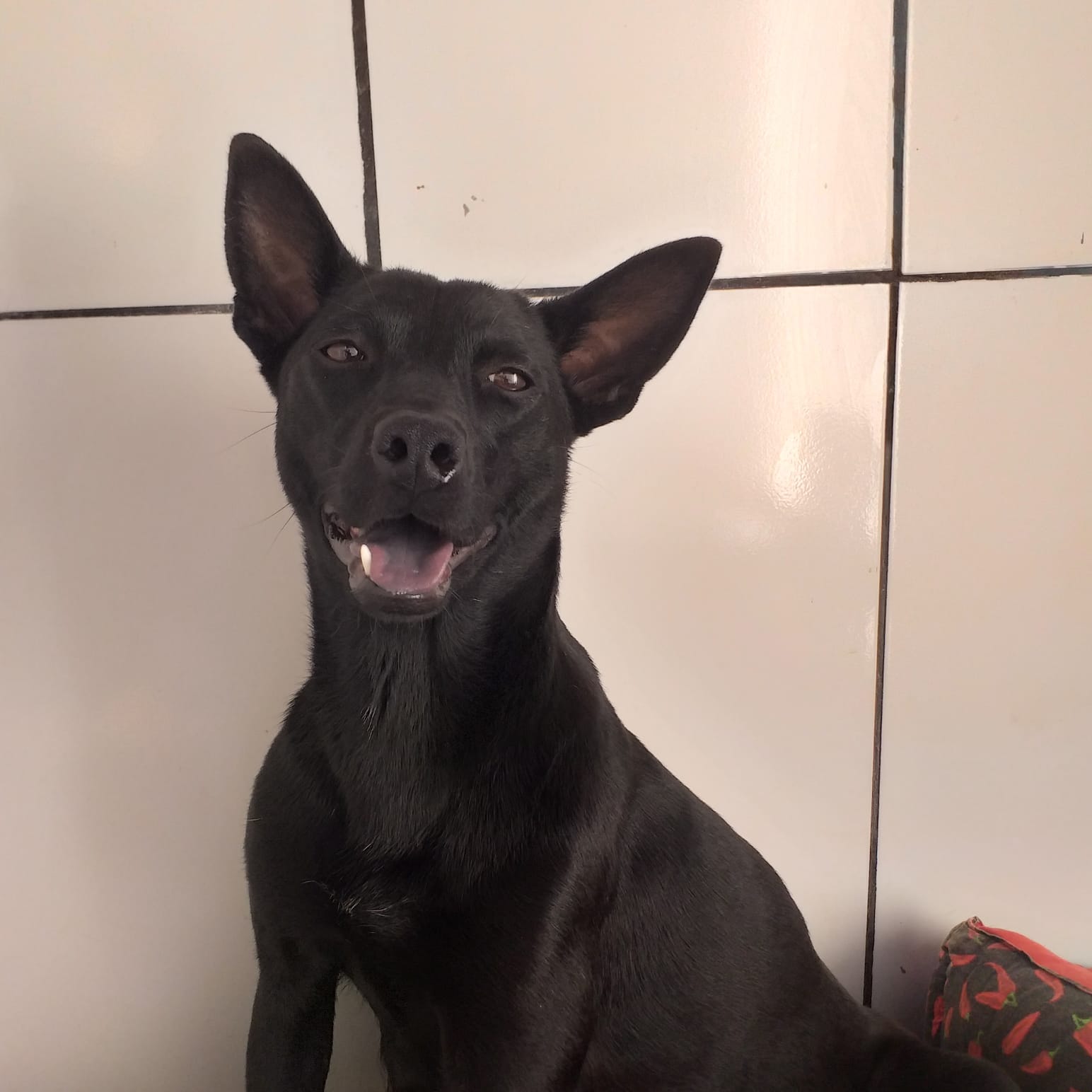 Foto de Shoyo