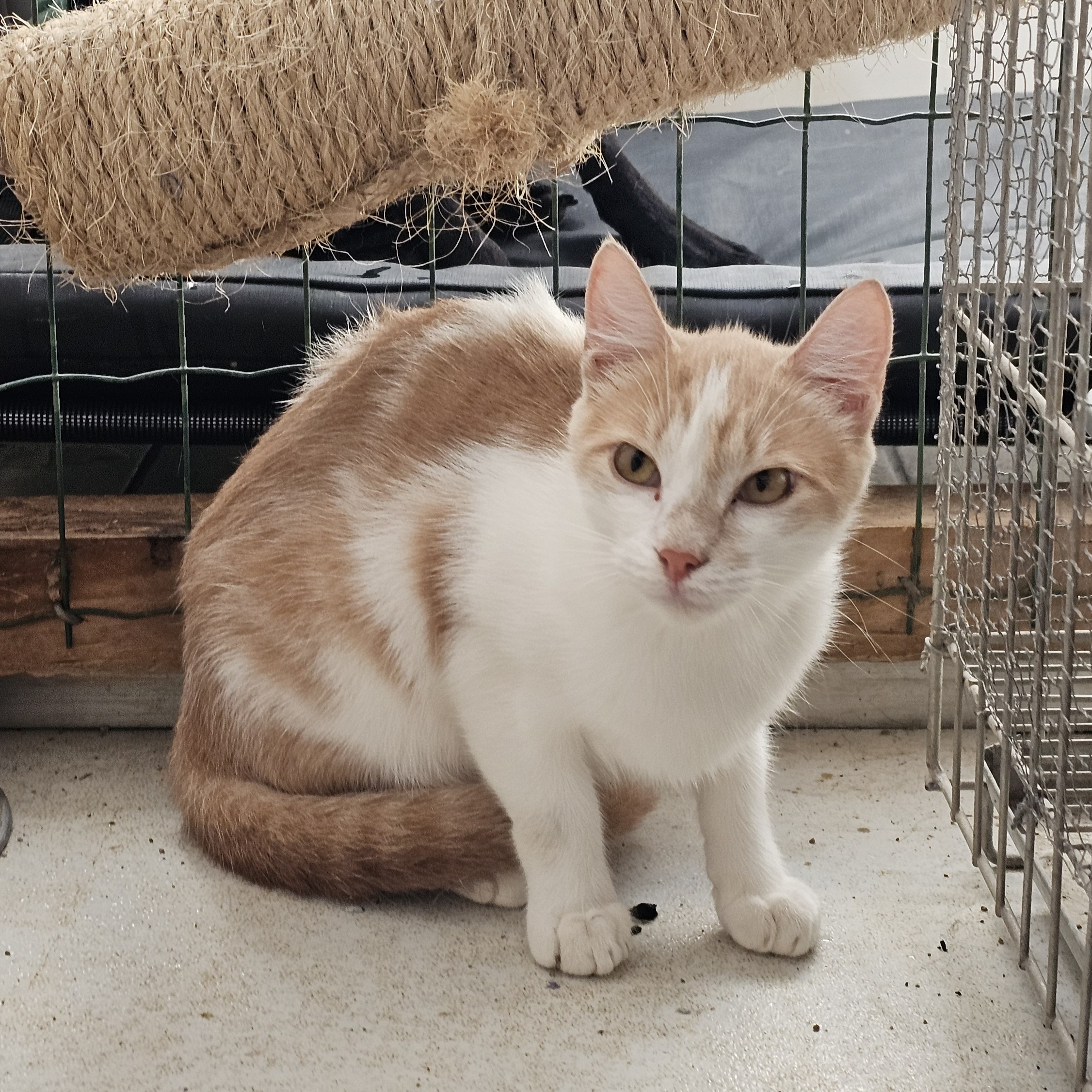 Foto de Simba