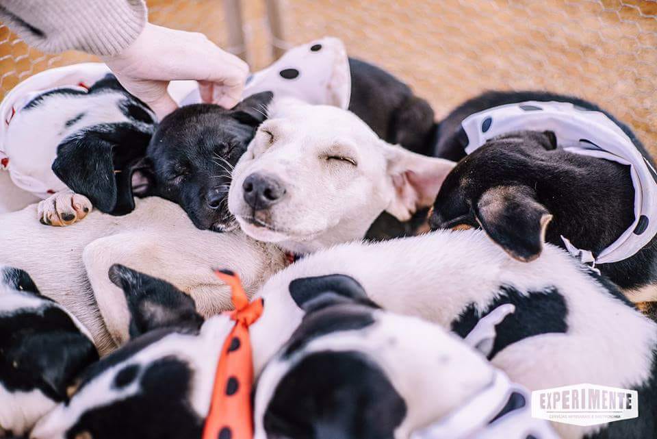 5 dicas para quem vai adotar o primeiro pet