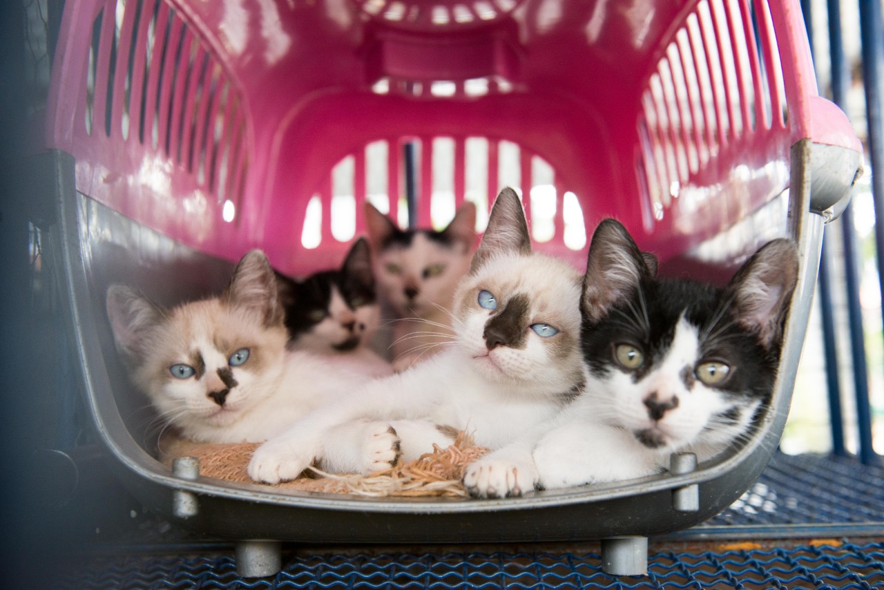 5 motivos para adotar e não comprar um animal