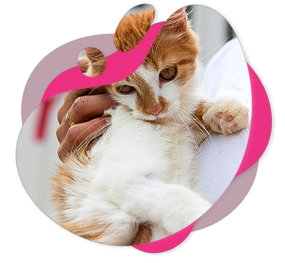 Amor felino