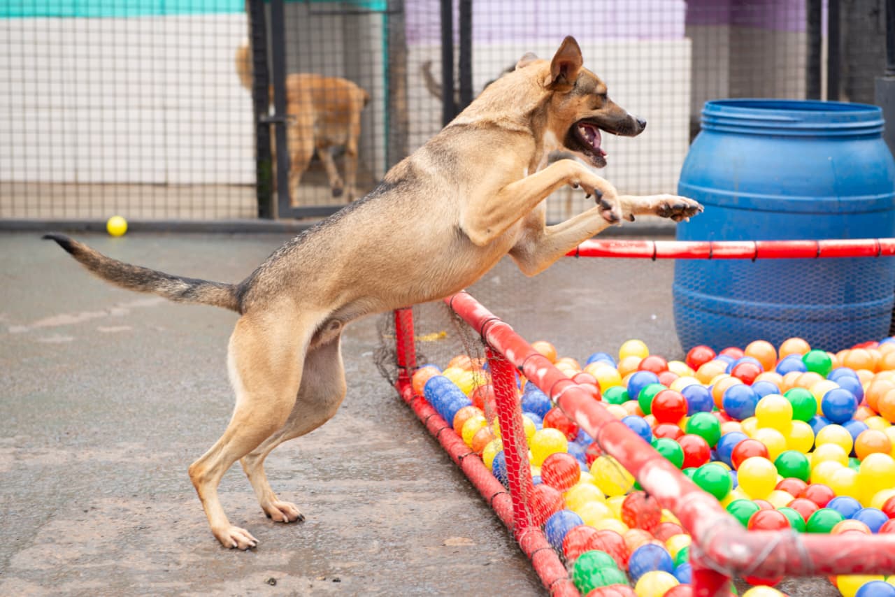 Adoção Cãomer 1