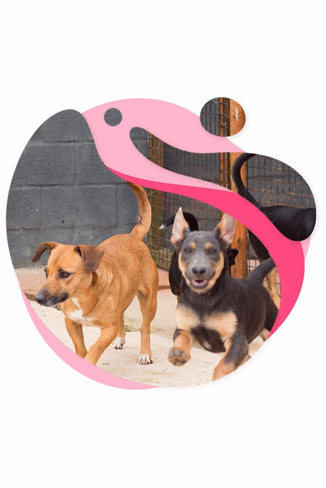 História do Projeto Cãomer